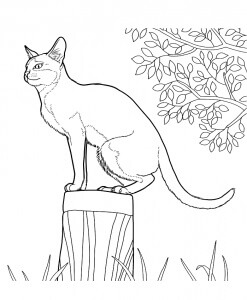 Desenhos de Gato de Cingapura para colorir