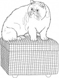 Desenhos de Gato Persa Senta-se para colorir