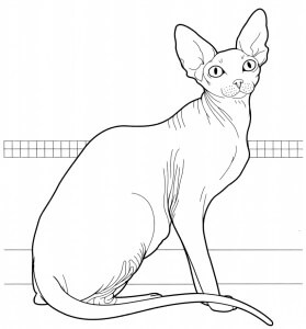 Desenhos de Gato Sphynx para colorir