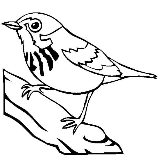 Desenhos de Bom Pássaro para colorir