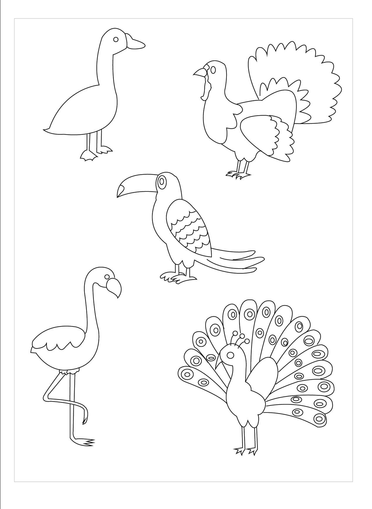 Cinco Pássaros para colorir