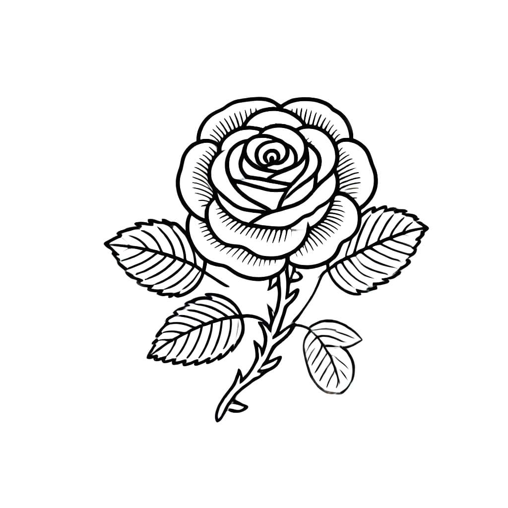 Desenhos de Desenhar esboço de rosas para colorir