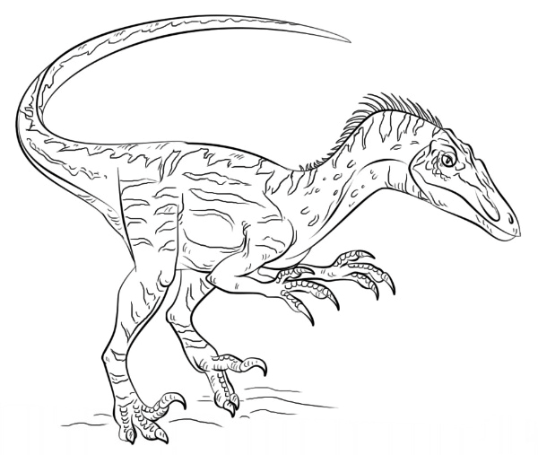 Desenhe Troodon para colorir