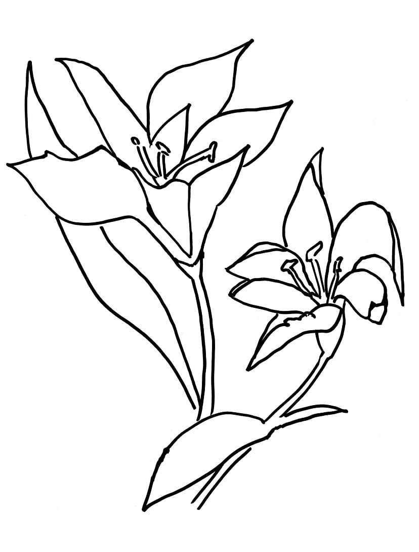 Desenhos de Flor Lírio para colorir