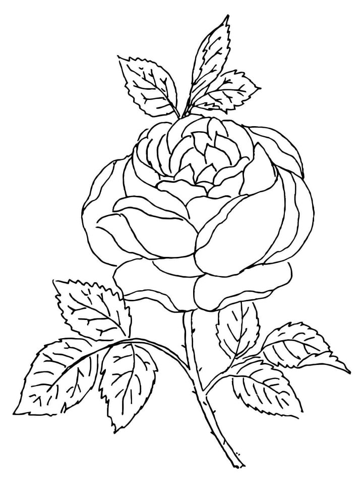 Flor de rosa para colorir