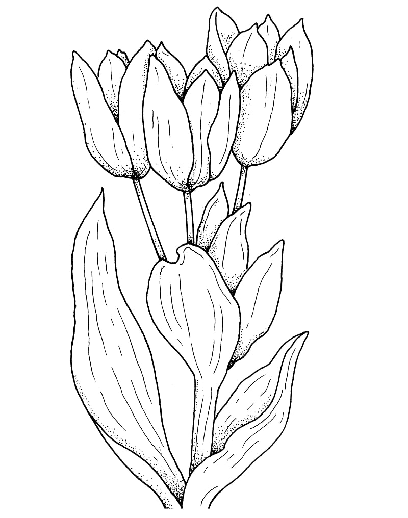 Flor de tulipas para colorir