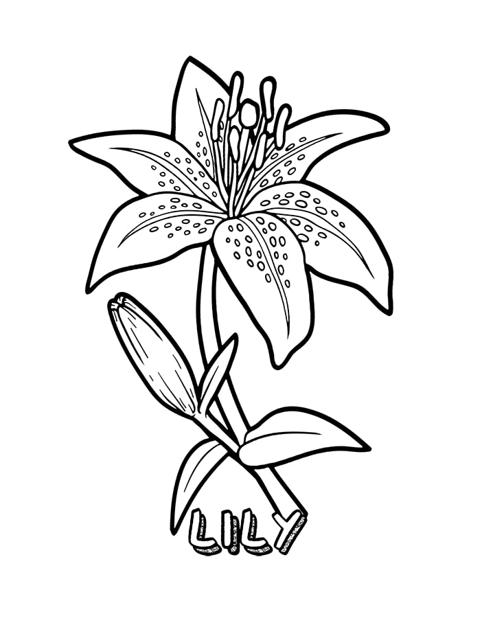 Desenhos de Flores de Lírio 1 para colorir