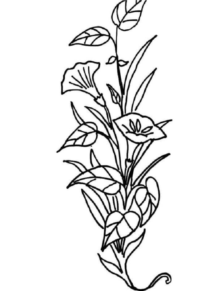 Desenhos de Flores de Lírio para colorir