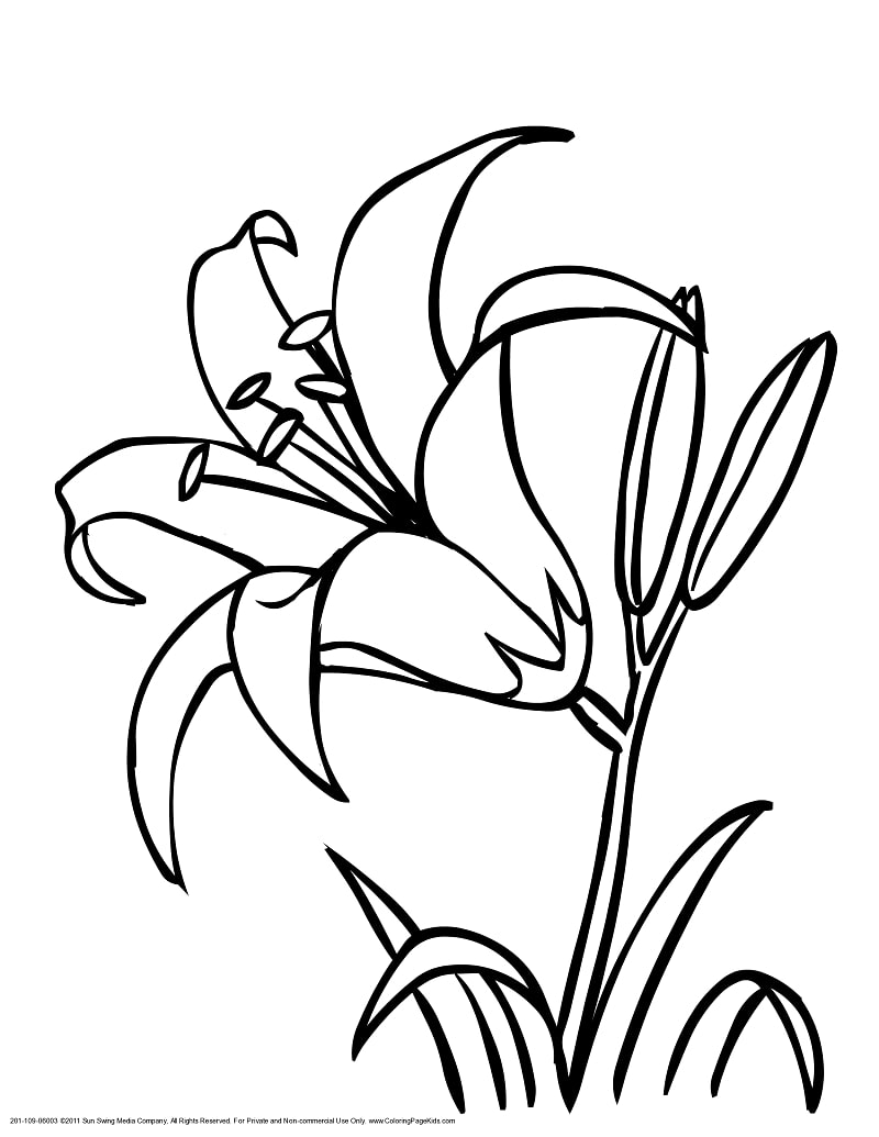 Desenhos de Lírio 2 para colorir