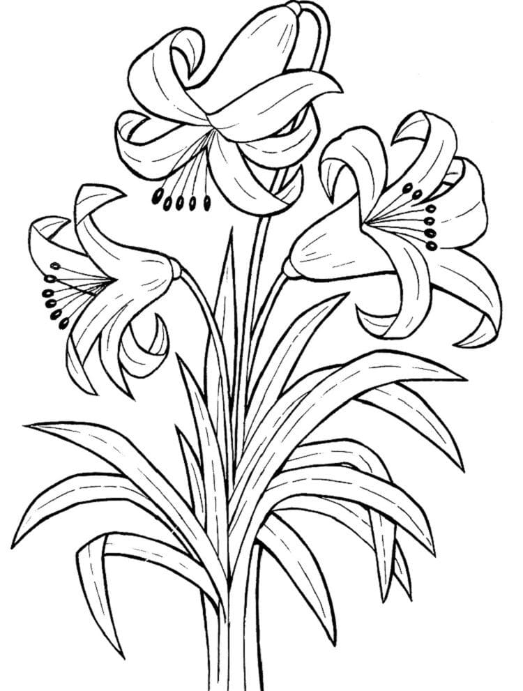 Desenhos de Lírios 2 para colorir