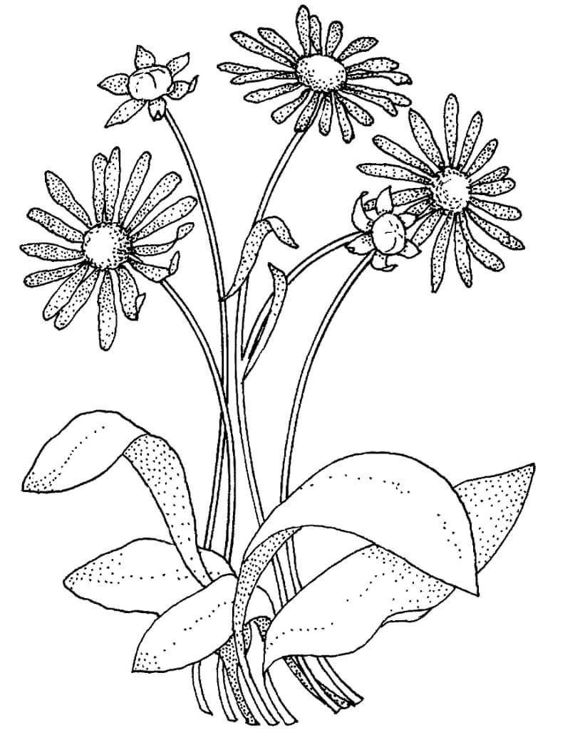 Margarida Asteraceae para colorir
