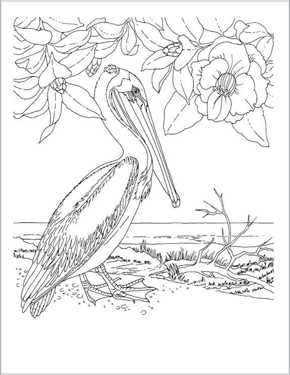Desenhos de Pássaro Estatal com Flor para colorir