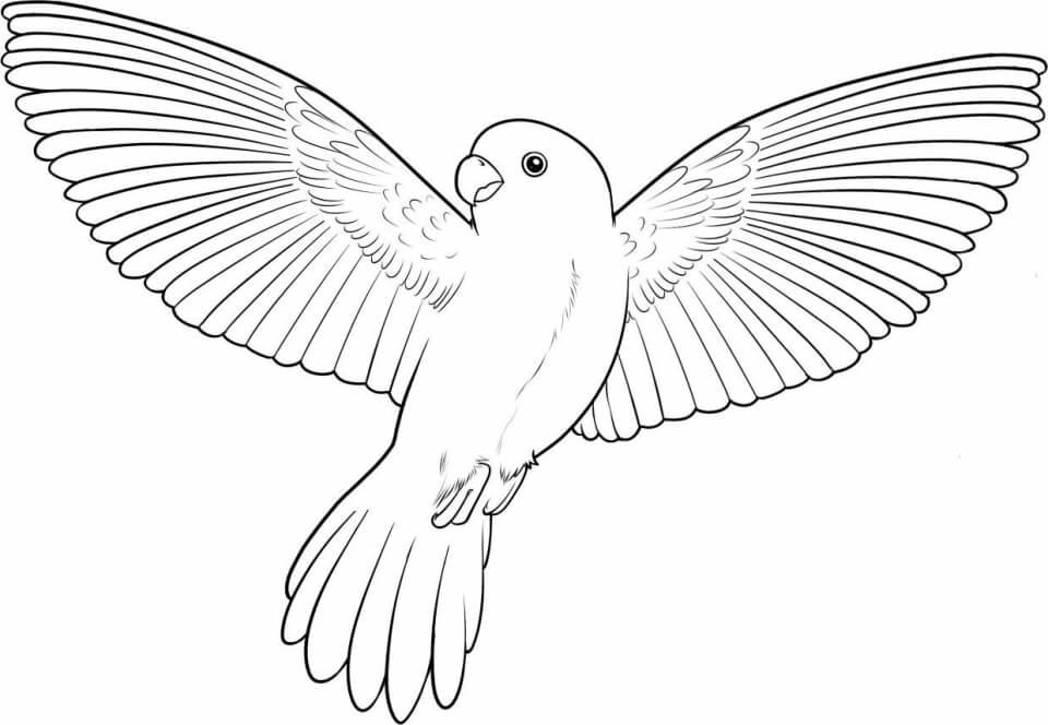 Desenhos de Pássaro Normal para colorir