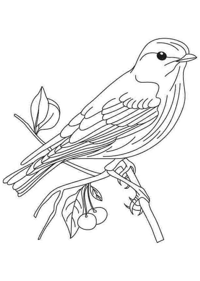 Desenhos de Pássaro Simples para colorir