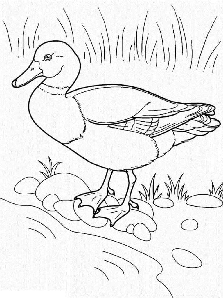 Desenhos de Pato em pé na Rocha para colorir