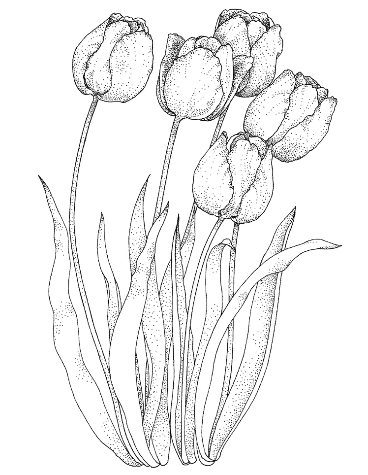 Desenhos de Quatro tulipas para colorir