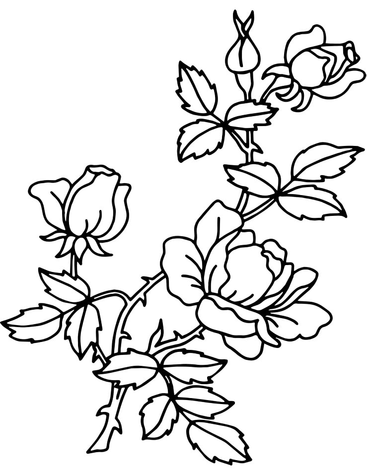 Desenhos de Rosa 1 para colorir