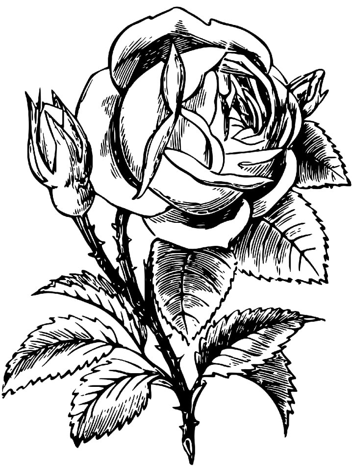 Rosa 2 para colorir