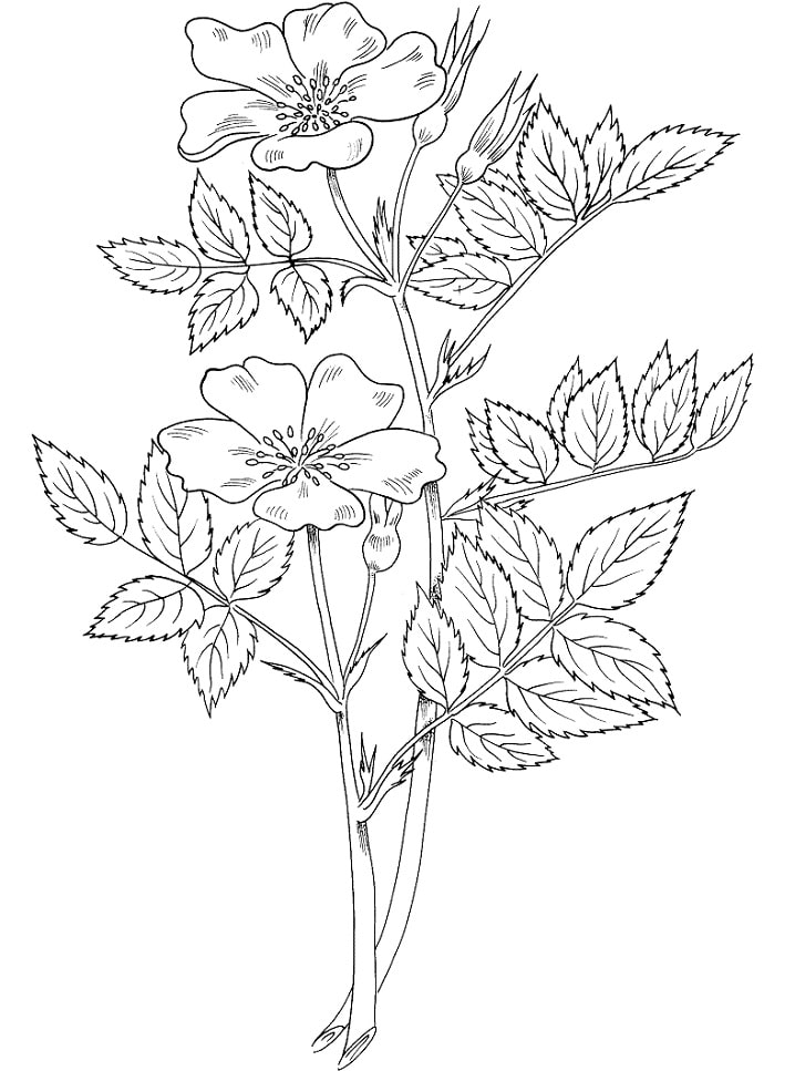 Desenhos de Rosa Blanda para colorir