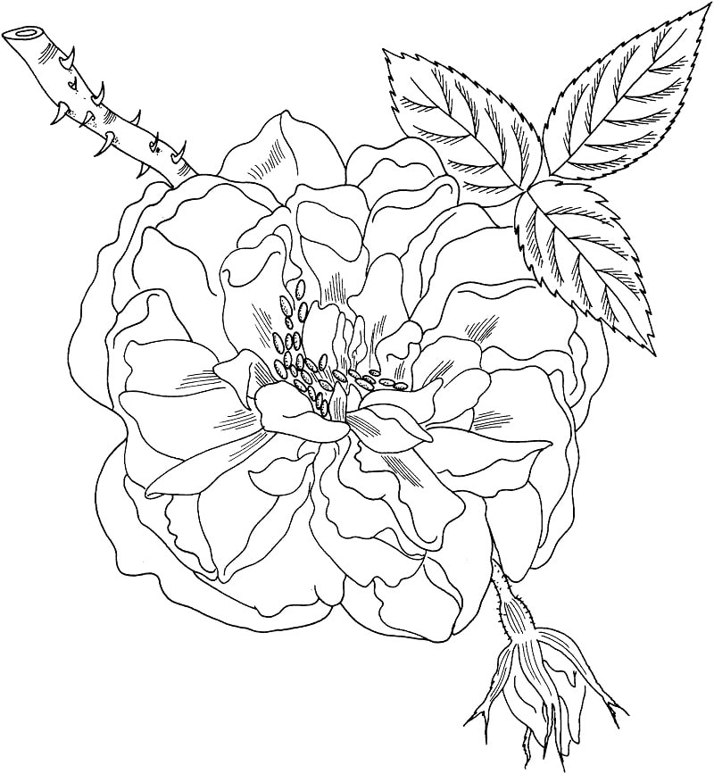 Desenhos de Rosa de Lancaster e York para colorir