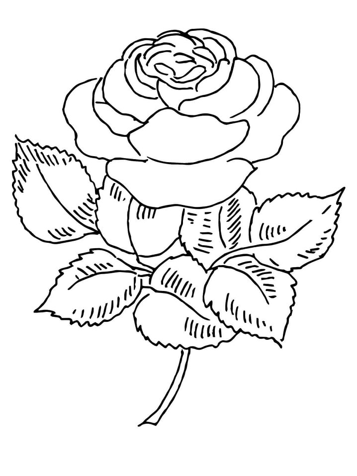 Rosa florescendo para colorir