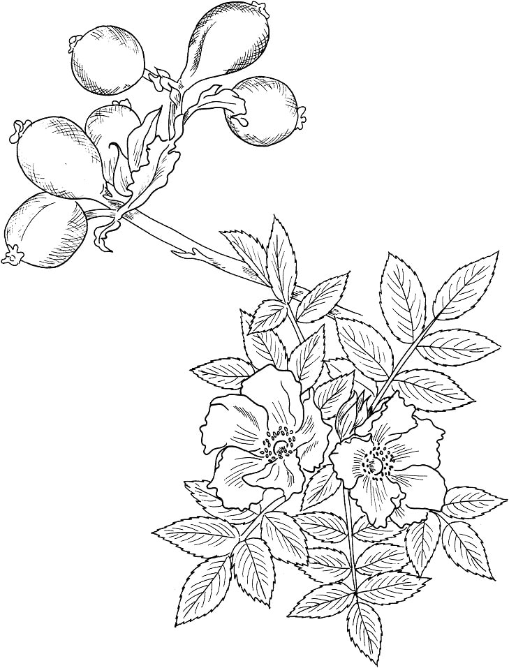Desenhos de Rosa selvagem para colorir