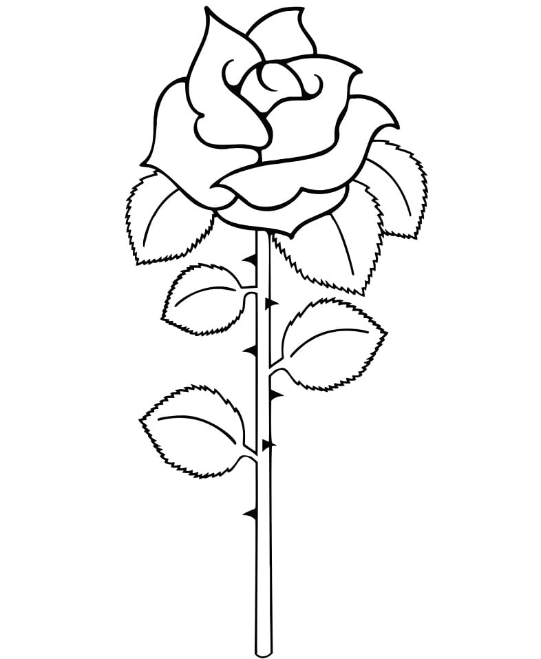 Rosa simples para colorir