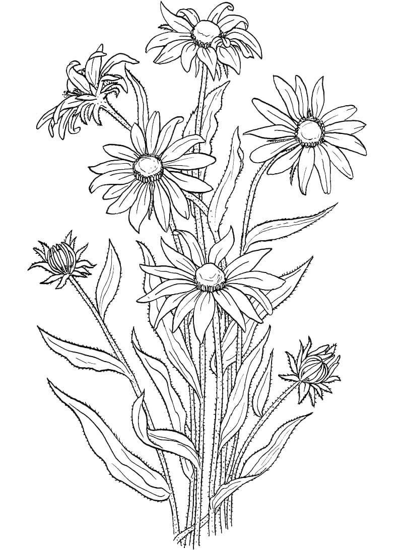 Desenhos de Rudbeckia Hirta para colorir
