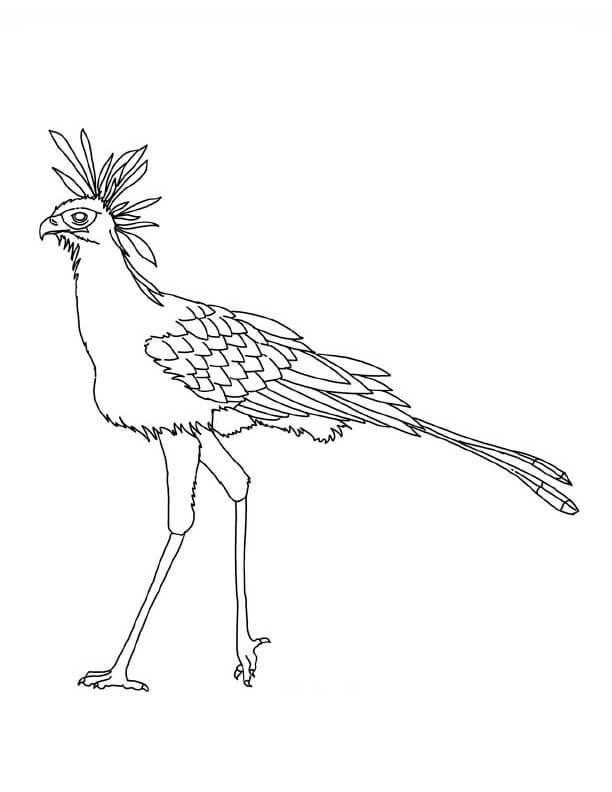 Desenhos de Secretário Pássaro para colorir