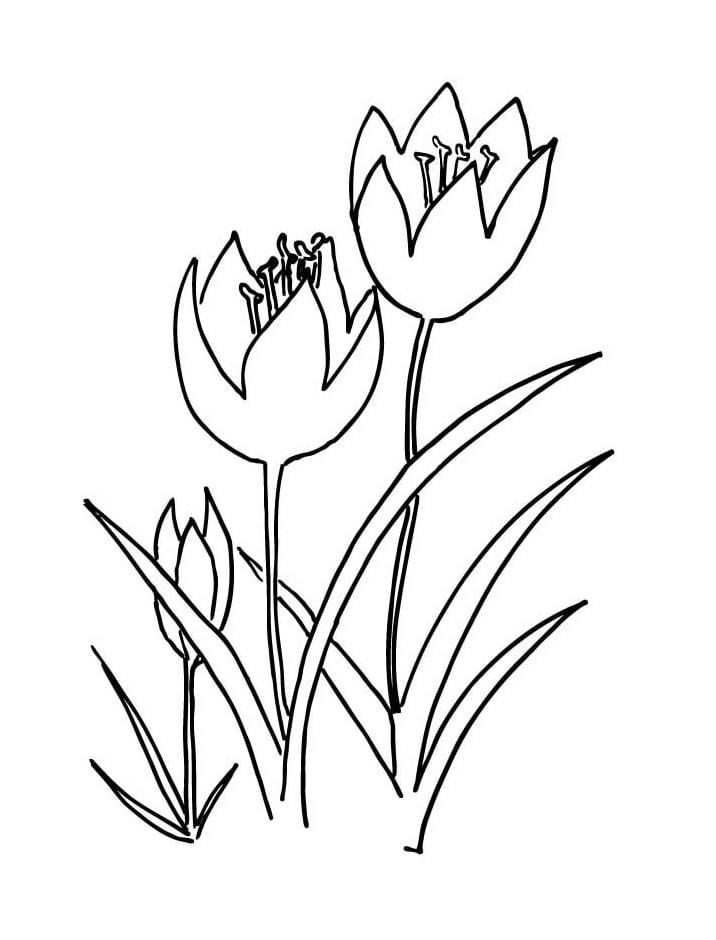 Três tulipas 1 para colorir