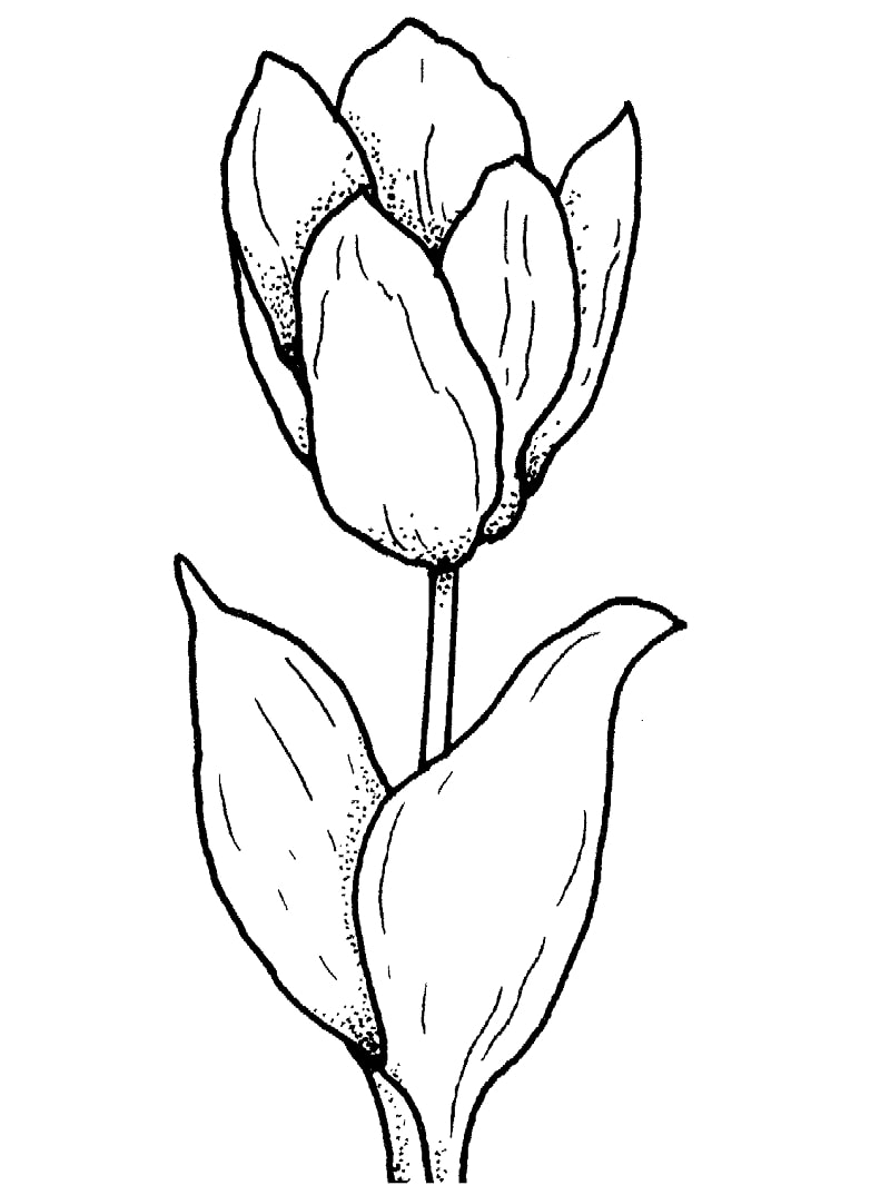 Desenhos de Tulipa 1 para colorir