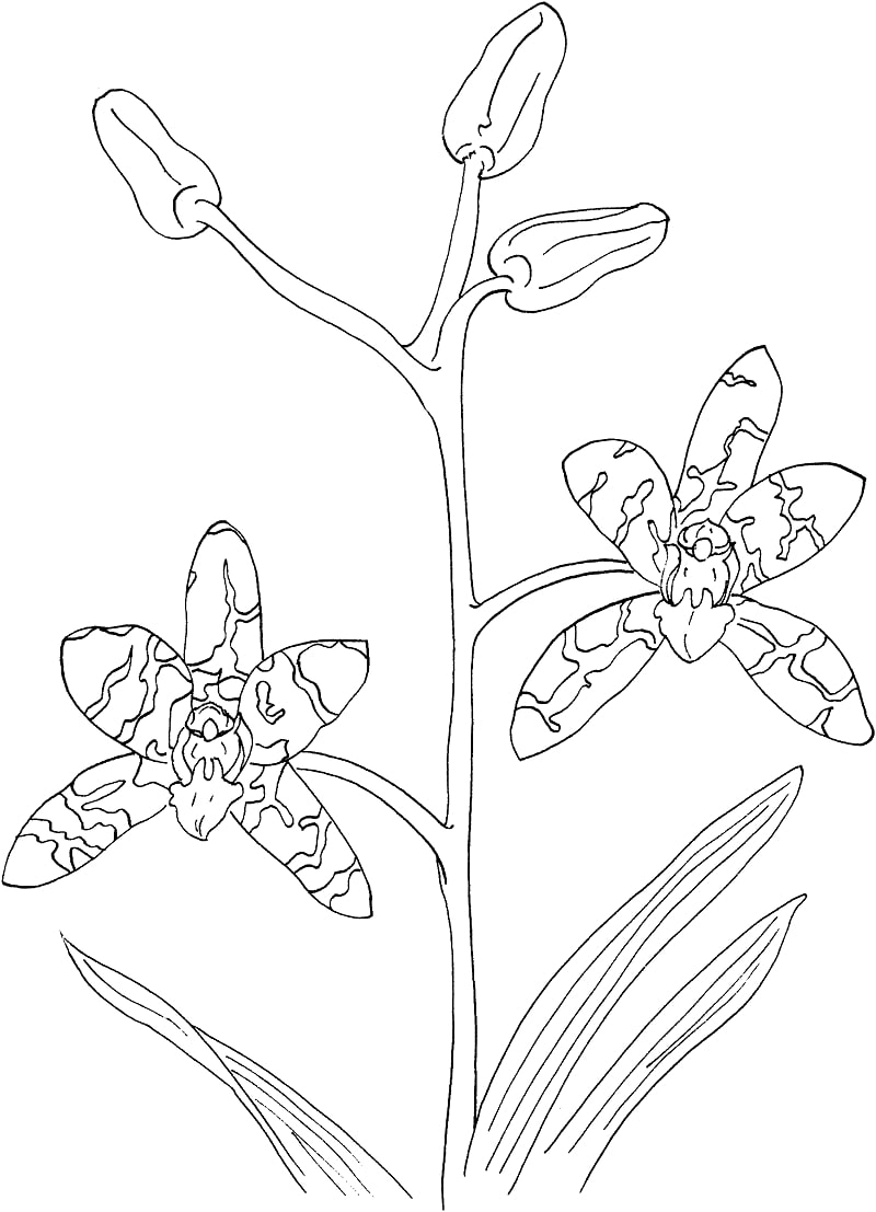african ansellia ou orquídea leopardo para colorir