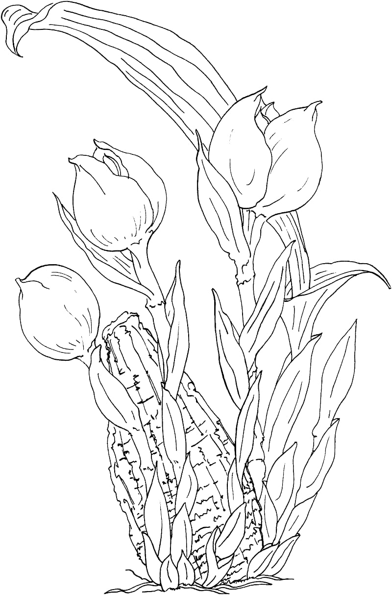 anguloa ruckeri ou orquídea-tulipa para colorir