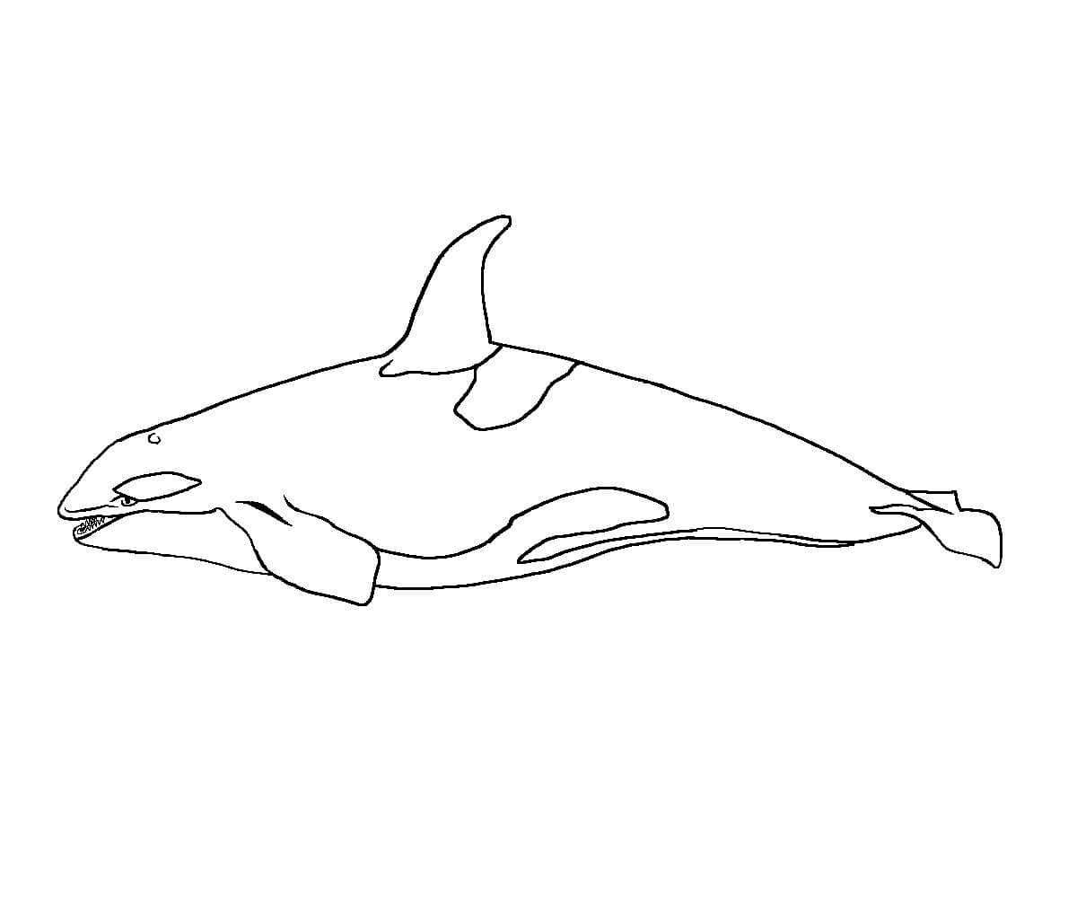 Desenhos de Baleia Incrível para colorir