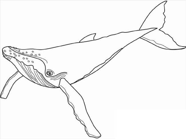 Desenhos de Baleia Jubarte para colorir