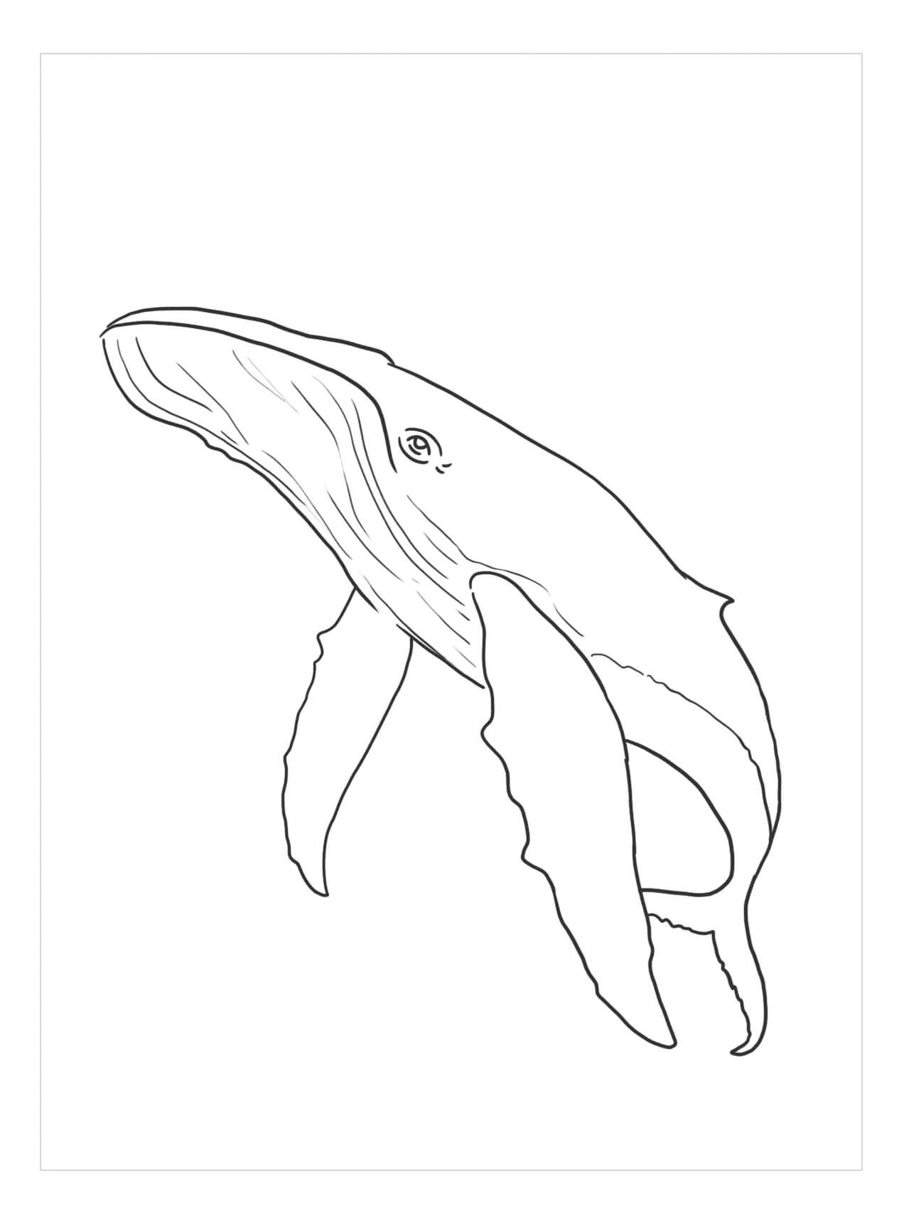 Baleia Livre para colorir