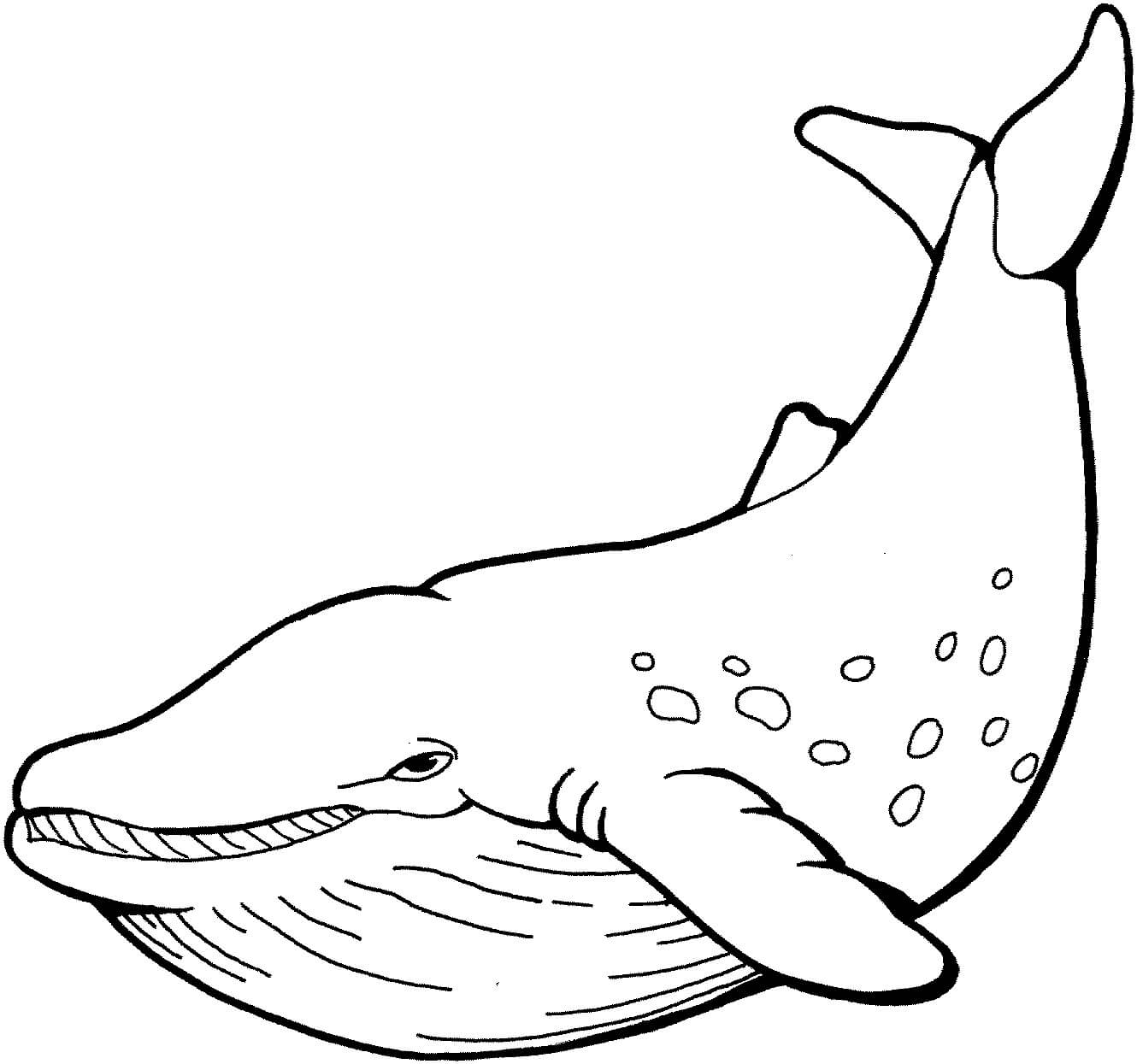 Desenhos de Baleia Simples para colorir
