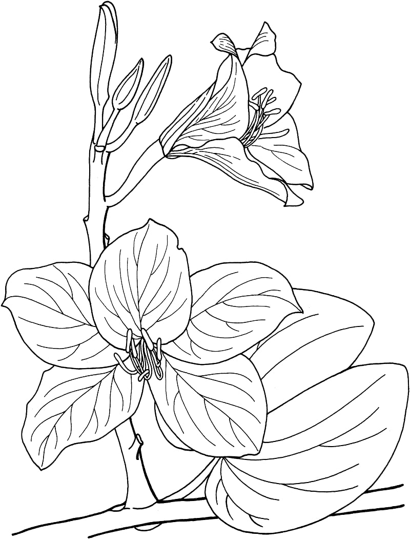 Desenhos de bauhinia, orquídea tropical para colorir