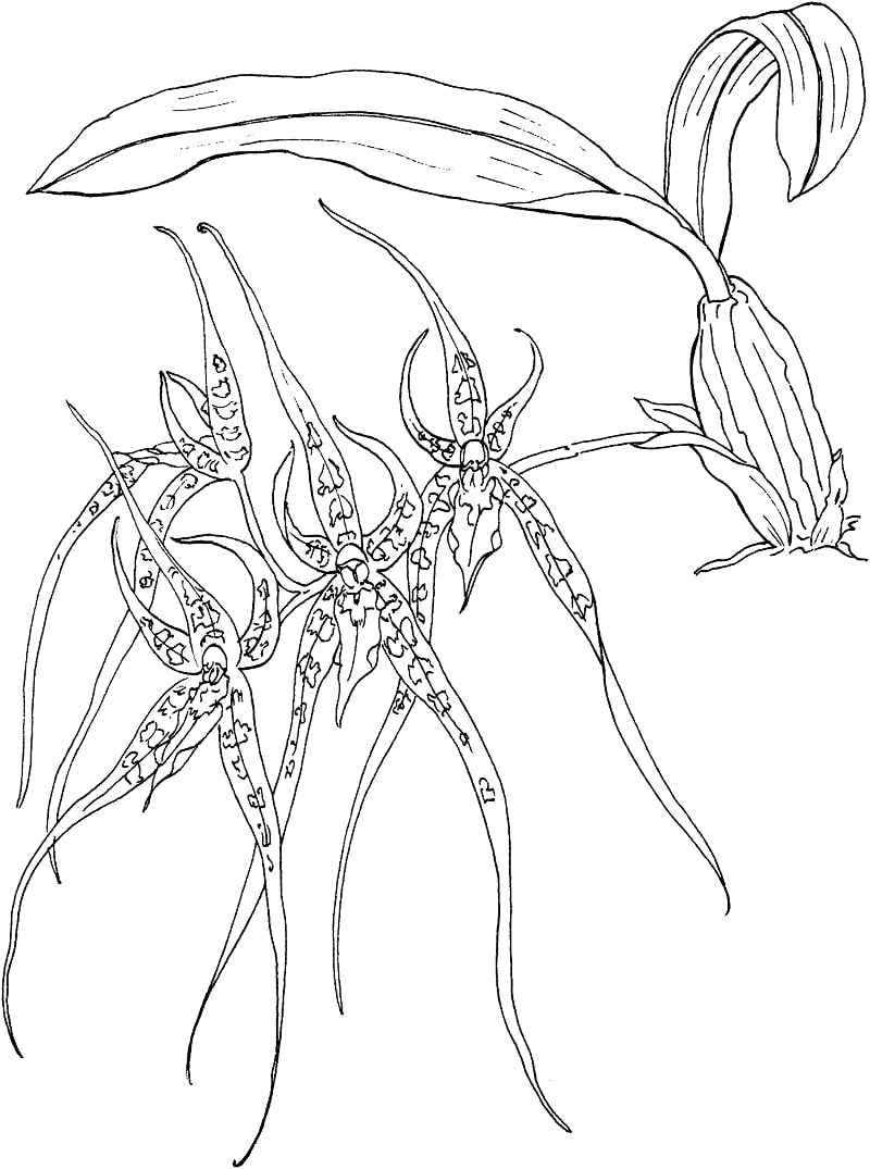 Desenhos de brassia, orquídea aranha para colorir