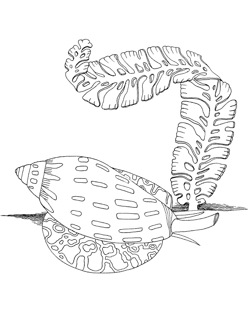 Desenhos de Caracol Marinho e Algas para colorir