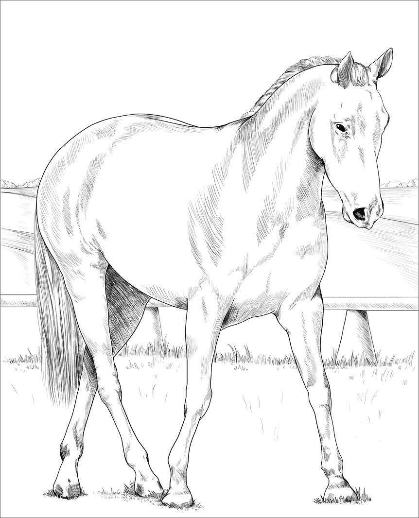 Desenhos de Cavalo Australiano para colorir