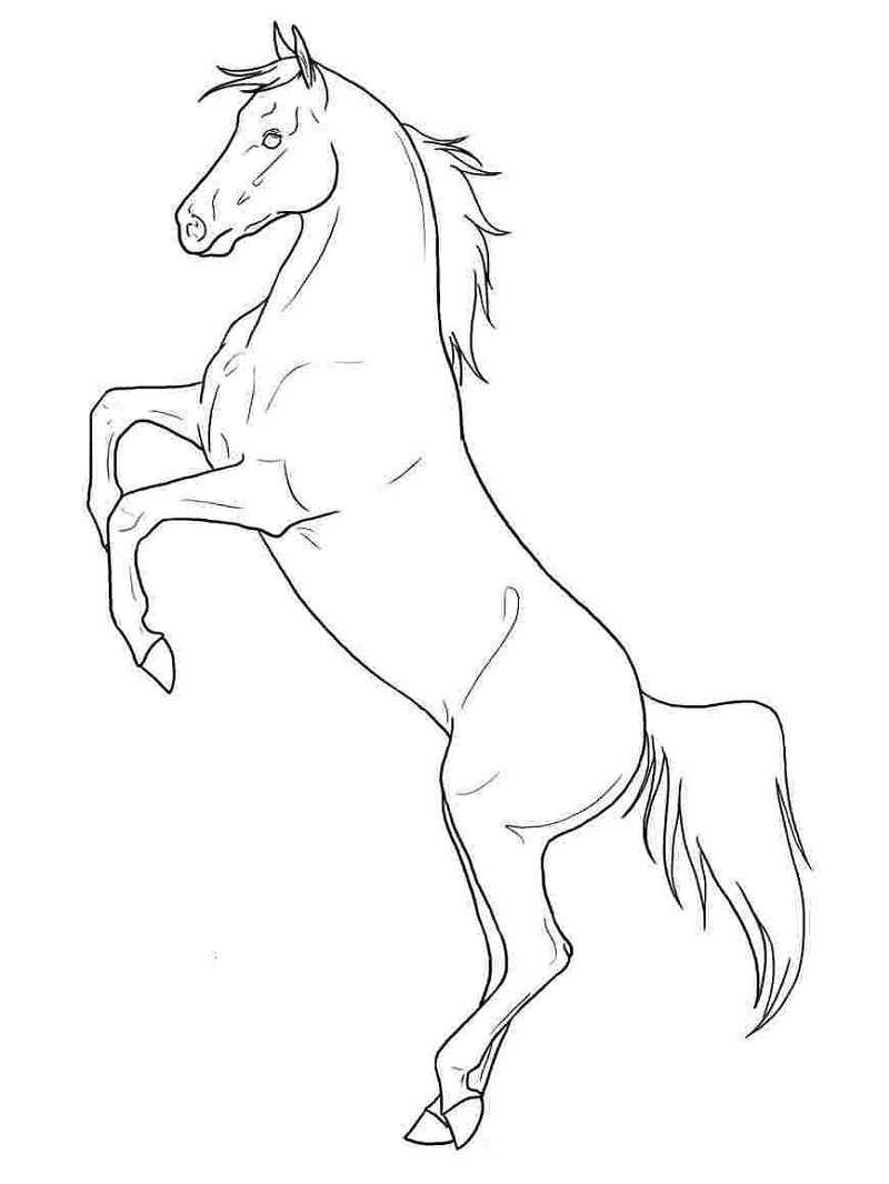 Desenhos de Cavalo Maravilhoso para colorir