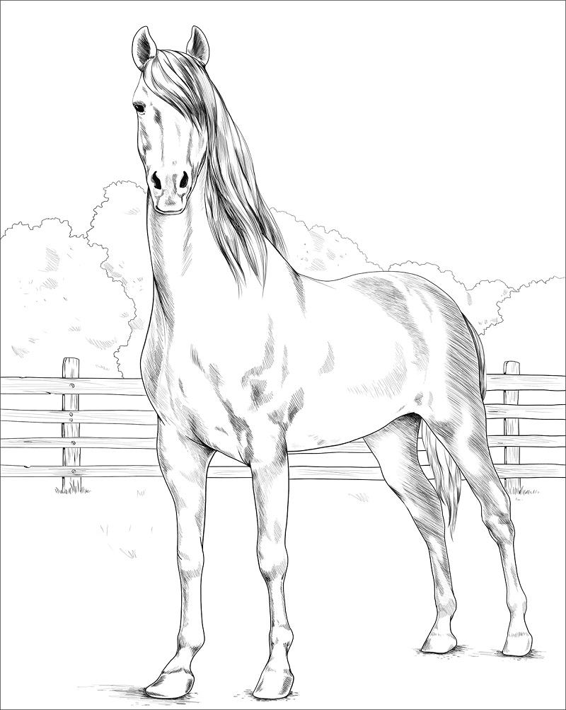 Cavalo Morgan para colorir