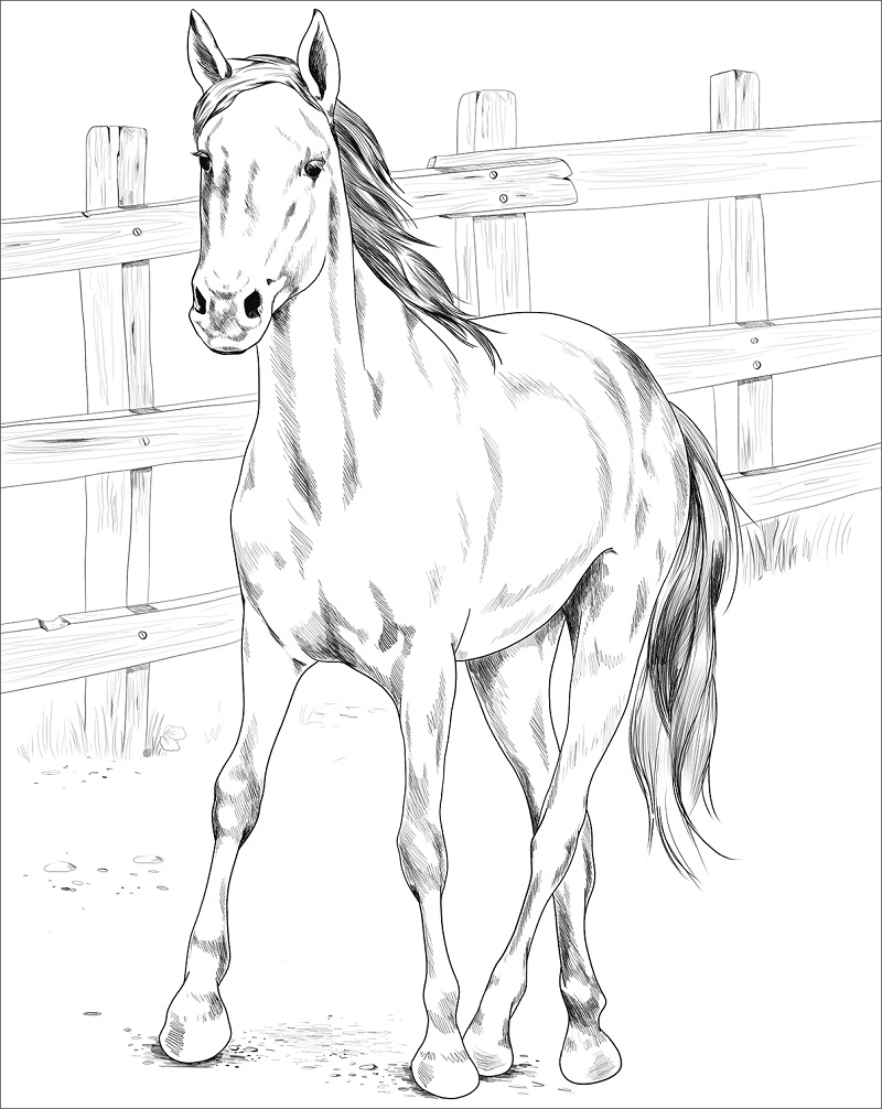Cavalo Mustang Kiger para colorir