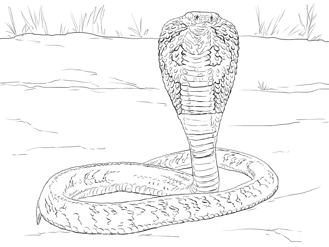 Desenhos de Cobra Indiana para colorir