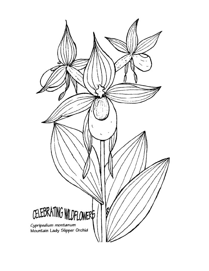cypripedium montanum para colorir
