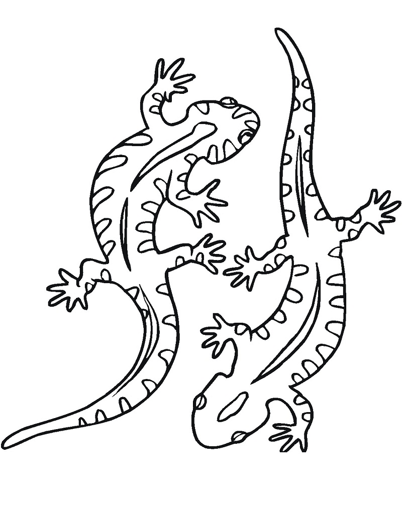 Desenhos de Duas Salamandras para colorir