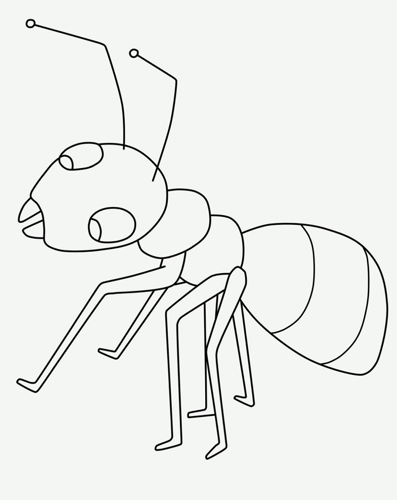 Desenhos de Formiga para colorir