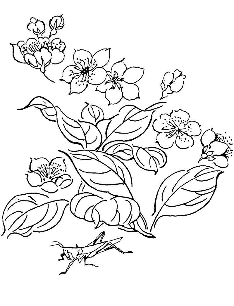 Desenhos de Gafanhoto em Flor para colorir