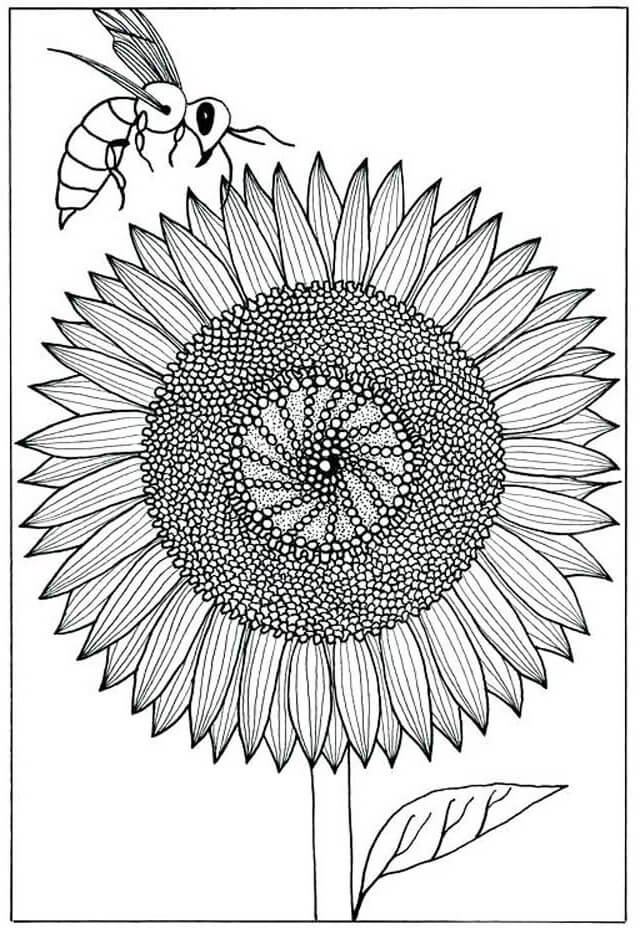 Desenhos de Girassol com Abelha para colorir
